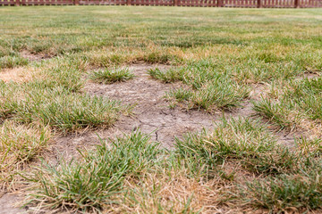 dead grass, bare spots, and cracks in soil of lawn due to hot weather and no rain causing drought co