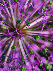 Wall Mural -  light purple allium flower closeup