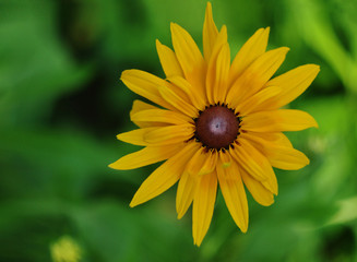 Wall Mural -  yellow rudbeckia flower on a blurry green background top view