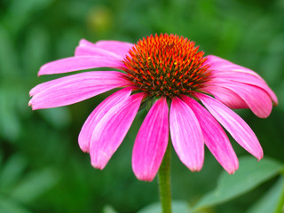 Wall Mural -  pink echinacea flower close up on green background