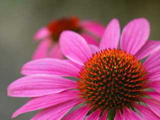 Wall Mural -  pink echinacea flower close up