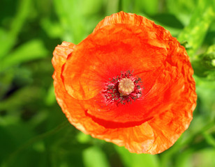 Wall Mural -  red poppy flower top view on green background