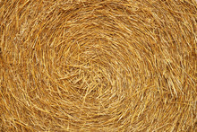 Texture Of Dry Straw Twisted Into Rolls. Yellow Background Of Dry Stalks Of Wheat. Collection Of Cereals. Stocks On The Farm. Animal Litter. Decoration With Natural Materials. Sunny Joyful Mood