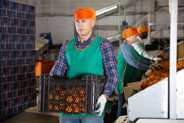 Wall Mural - Male employee in colored uniform carrying plastic box with fresh ripe mandarins selected on sorting line
