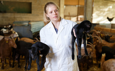 Wall Mural - Veterinarian woman examines a goatlings on the farm