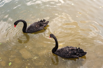 Two black swans floating on a dirty lake in polluted water