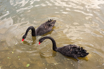 two black swans floating on a dirty lake in polluted water