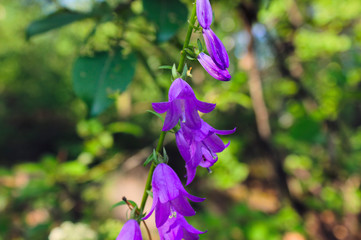 Wild flowers in a meadow in nature in the rays of sunlight in summer. Wild flowers in a meadow on a background of herbs.