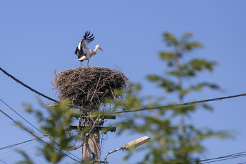 Wall Mural - Stork landing on a nest they made on top of an electricity pole in a rural area of Romania. Wild animals living between humans.