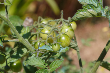 Sticker - Green tomatoes ripening in an orchard during spring