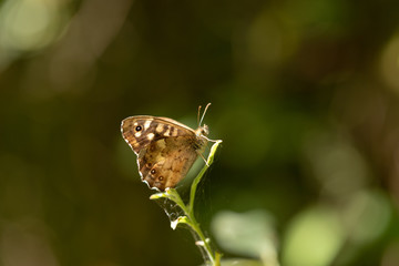 Speckled Wood 2