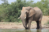 Fototapeta  - Afrikanischer Elefant / African elephant / Loxodonta africana