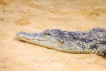 Crocodile Lying On The Sand And Basking In The Sun
