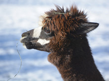 Alpaca Is A Domesticated Species Of South American Camelid. It Resembles A Small Llama In Appearance.Alpacas Are Kept In Herds That Graze On The Level Heights Of The Andes Of Southern Per