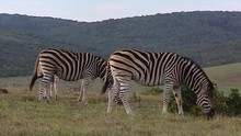 Zebras Graze In South Africa As Wind Blows Through The Green Grass. Forested Hill Visible In The Background.
