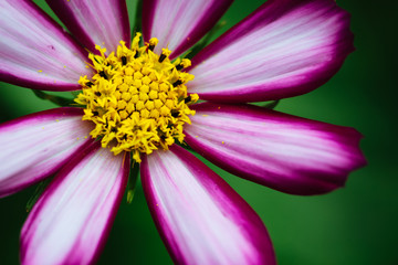 Wall Mural - Purple, white, vivid pink wild flower “Wild Cosmos Flower” (Cosmos bipinnatus) blooming during Spring and Summer closeup macro photo isolated in green out of focus background. Centre on up quadrant