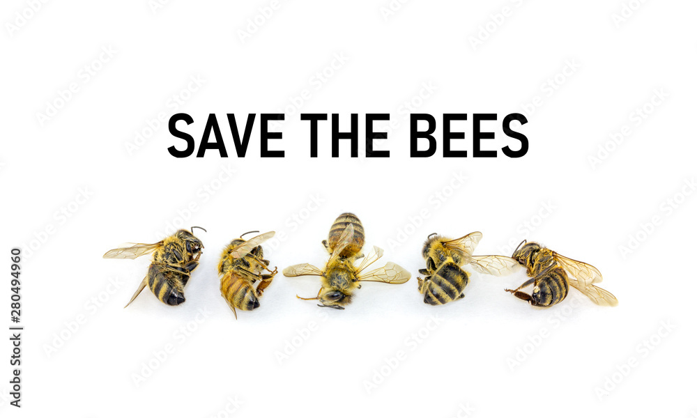 save the Bees, stop decline in Bees due to habitat destruction ...