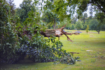 Wall Mural - The broken trees after powerful hurricane in the forest after a storm.