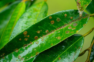 Leaf spot disease in the durian garden.