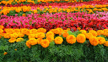 Beautiful Flower Bed. Colorful  Begonia And Marigold (Тagetes) Flowers In Decorative Flower Bed In Garden Landscaping. Festival "Flower Jam" In Moscow. Floristry, Art Landscape Design Concept