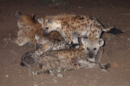 Tüpfelhyäne / Spotted Hyaena / Crocuta crocuta.