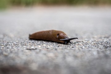 snail on a leaf