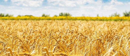 Wheat field. Ears of golden wheat close up. Beautiful Nature Sunset Landscape. Background of ripening ears of meadow wheat field. Banner with copy space, rich harvest concept. Wallpaper..