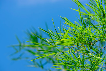 Wall Mural - Fresh bamboo leaves with blue sky space background