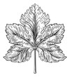 A grape leaf design element in a woodcut engraving style