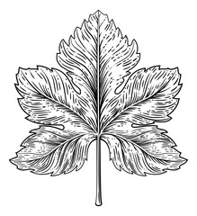 Wall Mural - A grape leaf design element in a woodcut engraving style