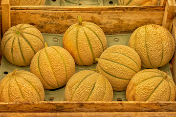 Charentais melons harvest festival in a wooden crate, ripe juicy little melon on the market. Harvesting vegetable