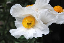 Close Up Of The Big White Flowers Of Coulter's Matilija Poppy Or California Tree Poppy (Romneya Coulteri) Native To Southern California