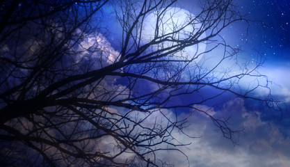 Wall Mural - Full moon, clouds and starry sky through tree branches