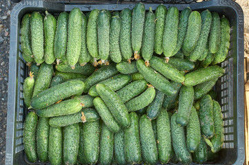 many fresh green small cucumbers texture