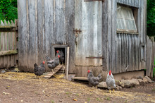 Chickens And Henhouse