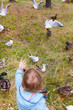 Kleines Kind füttert Möven und Enten. Little child feeding ducks ans seagulls.