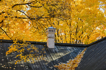 Wall Mural - Autumn. Black roof of a building with fallen yellow maple leaves and a white chimney