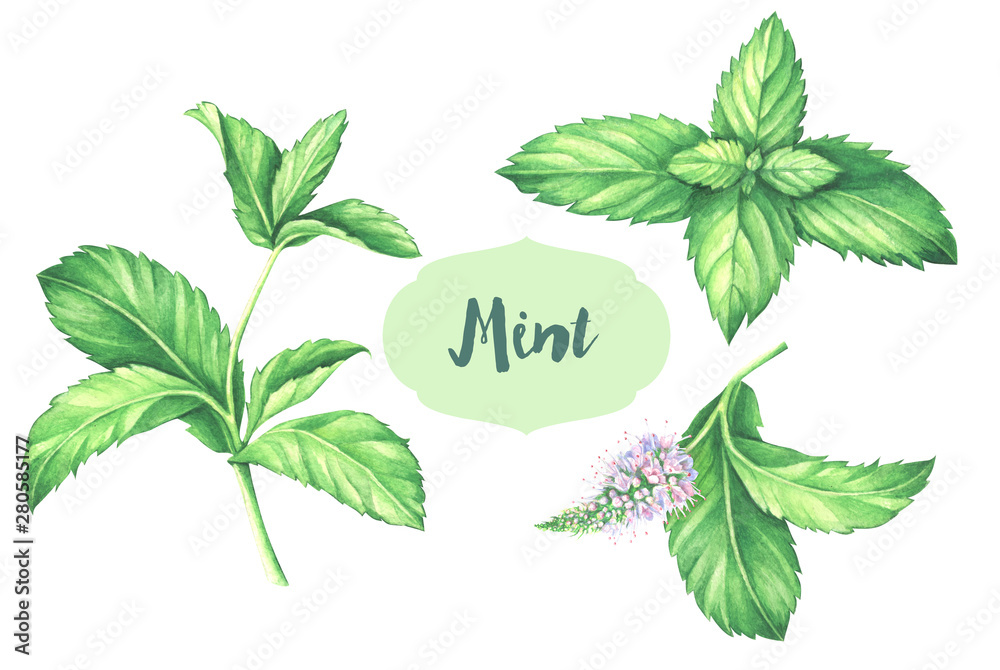 Watercolor mint collection. Mint leaf with mint flower isolated on white. - obrazy, fototapety, plakaty 
