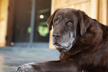 Wall Mural - The dog sleeps sad waiting in front of the house. Straight looking face. Pets concept. soft focus. Leave copy space to write text.