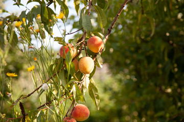 tree branches with the fruit of ripe peach flavored