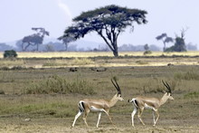 Pair Of Grant's Gazelles In Amboseli National Park