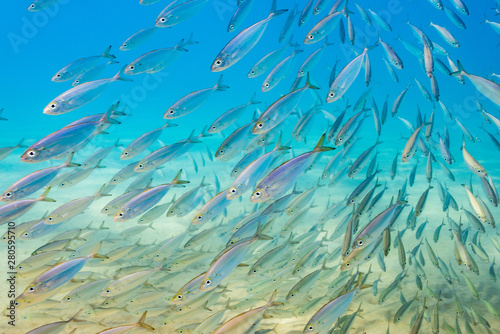 School of fish swimming in clear blue water over sand