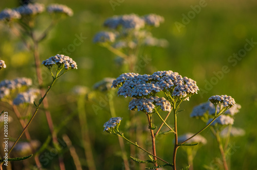 close up common yarrow (achillea millefolium) in warm morning sunlight
