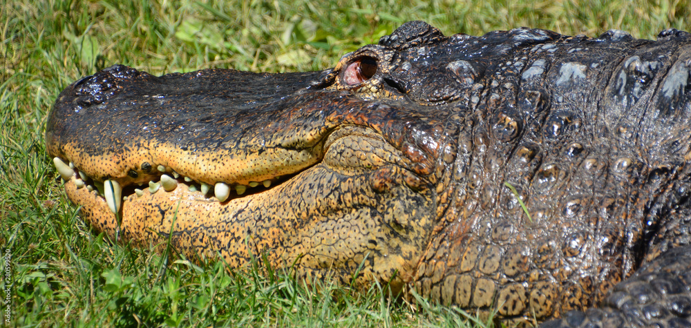 An alligator is a crocodilian in the genus Alligator of the family ...