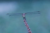 Fototapeta Lawenda - Dragonfly in the nature.  Beautiful vintage nature scene with dragonfly outdoor