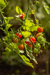 Wall Mural - Cherry tomatoes on a branch in closed ground.