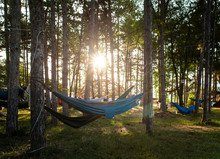 Hammocks On Trees In The Forest. Sunshine Morning In The Forest.