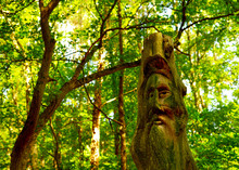 A View Of A Carved Tree In A Forest With The Face Of An Old Bearded Sage.