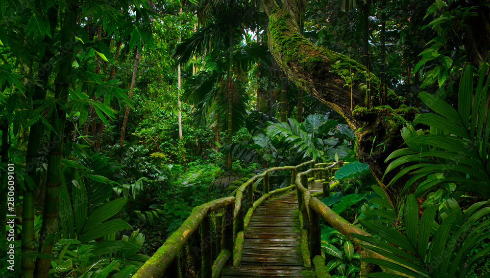 Southeast Asian rainforest with deep jungle - obrazy, fototapety, plakaty 
