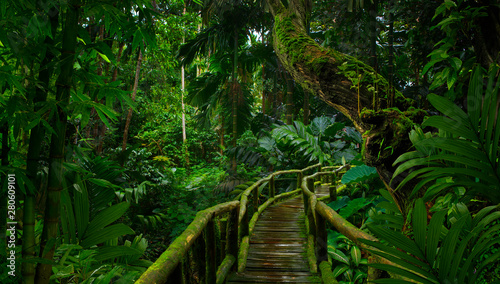 Obrazy dżungla  las-deszczowy-azji-poludniowo-wschodniej-z-gleboka-dzungla